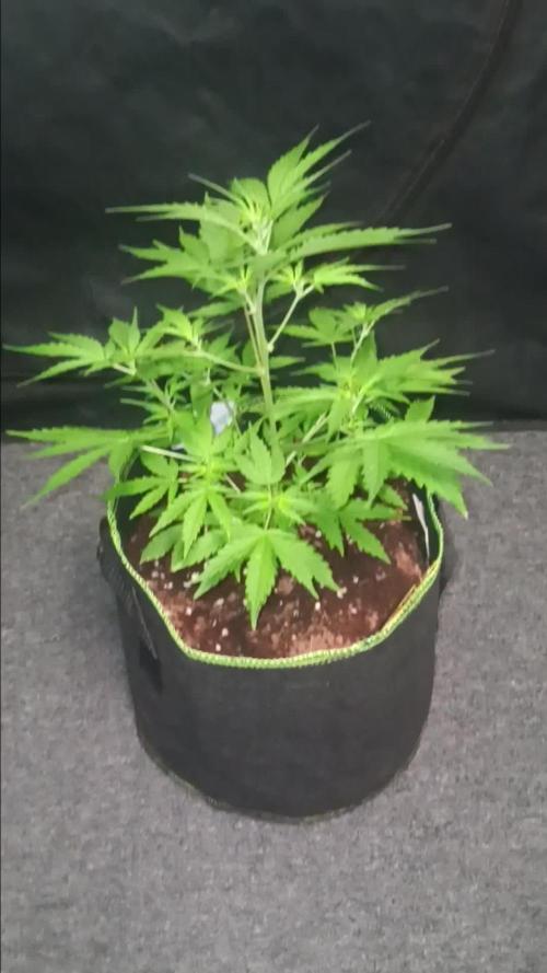 RQS Royal Bluematic Auto 2