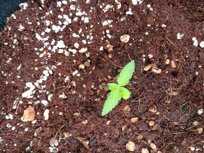 JVK  KUSH Auto 1. Week 1