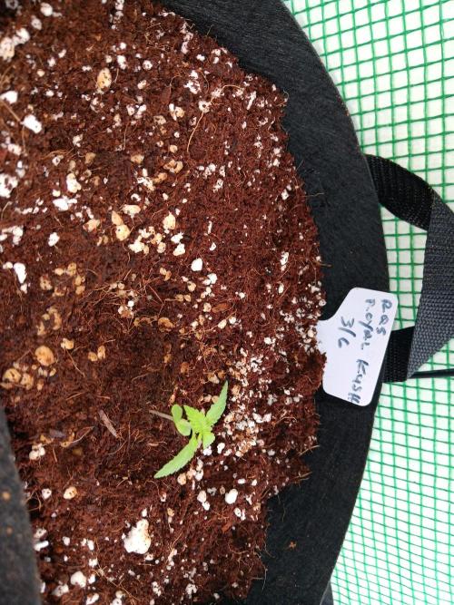 JVK  KUSH Auto 1. Week 1