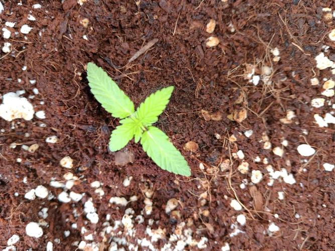 JVK  KUSH Auto 1. Week 1