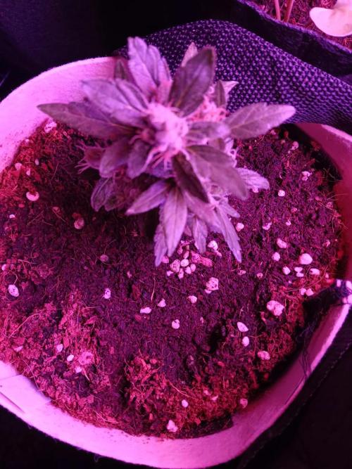 JVK Grow Quickone3. Week 9