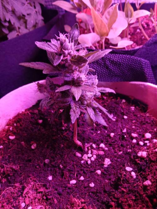 JVK Grow Quickone3. Week 9