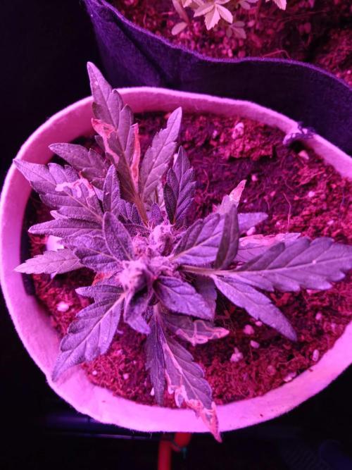 JVK Grow Quickone3. Week 9