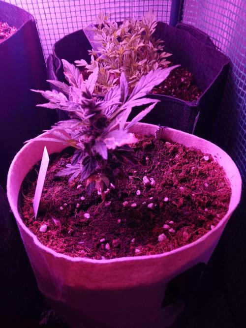 JVK Grow Quickone3. Week 9