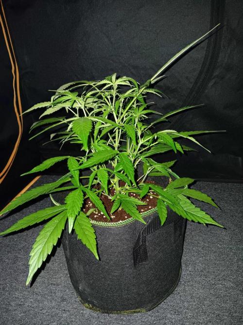Amnesia Haze Auto 1. Week 5