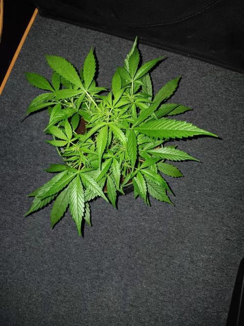 Amnesia Haze Auto 1. Week 5