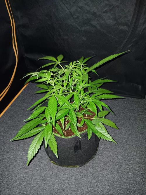 Amnesia Haze Auto 1. Week 5