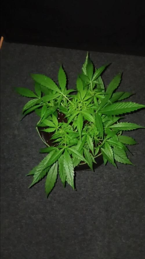RQS Amnesia Haze Auto 1
