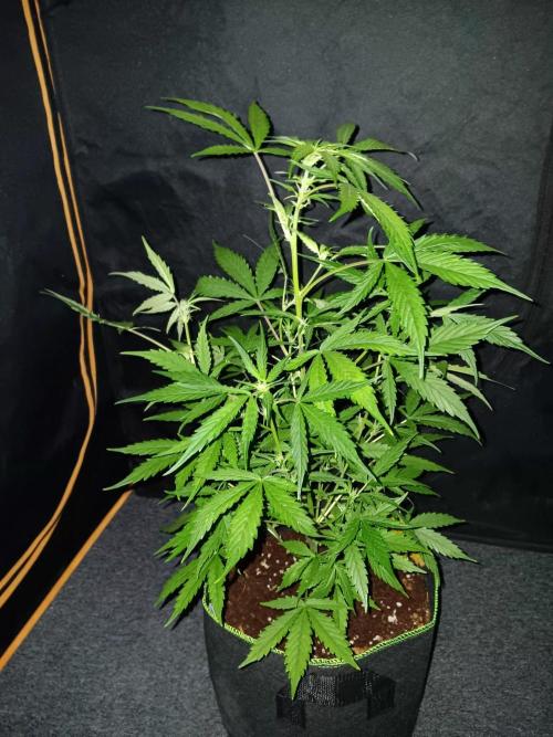 Bluematic Auto 2. Week 6