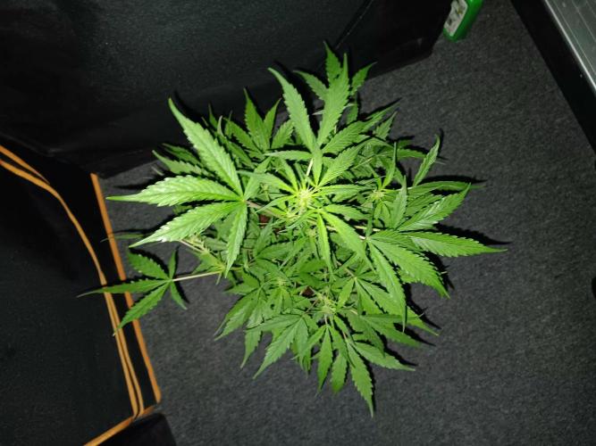 Bluematic Auto 2. Week 6