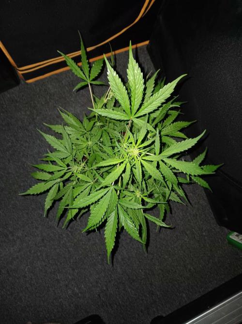 Bluematic Auto 2. Week 6