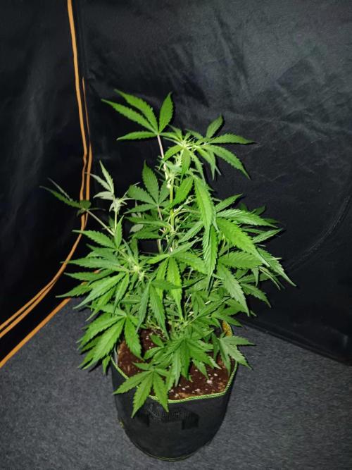 Bluematic Auto 2. Week 6