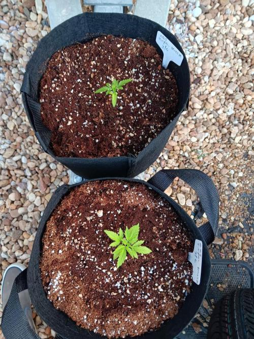 JVK  KUSH Auto 1. Week 2