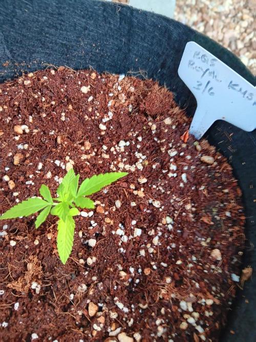 JVK  KUSH Auto 1. Week 2