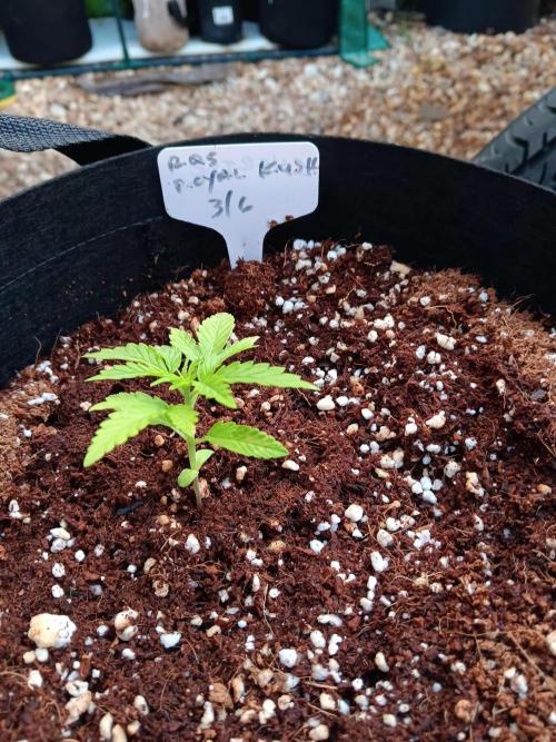 JVK  KUSH Auto 1. Week 2