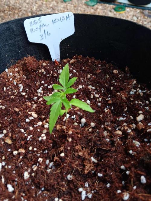 JVK  KUSH Auto 1. Week 2