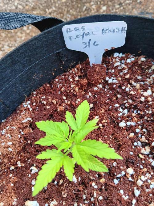 JVK  KUSH Auto 1. Week 2