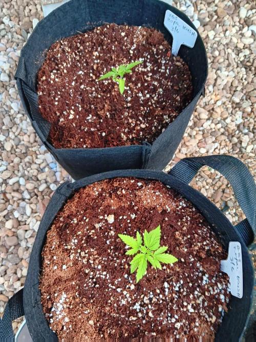 JVK  KUSH Auto 1. Week 2
