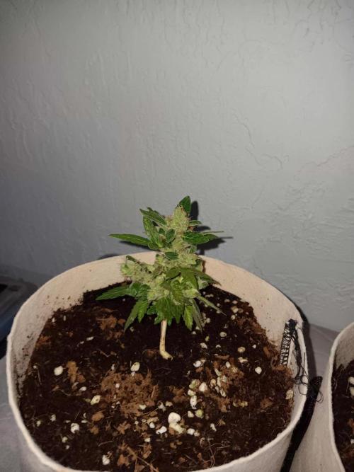 JVK Grow Quickone3. Week 10