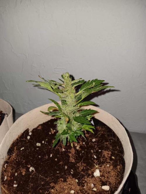 JVK Grow Quickone3. Week 10