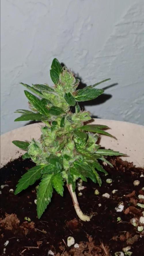 JVK Grow Quickone3