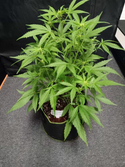 Amnesia Haze Auto 1. Week 6