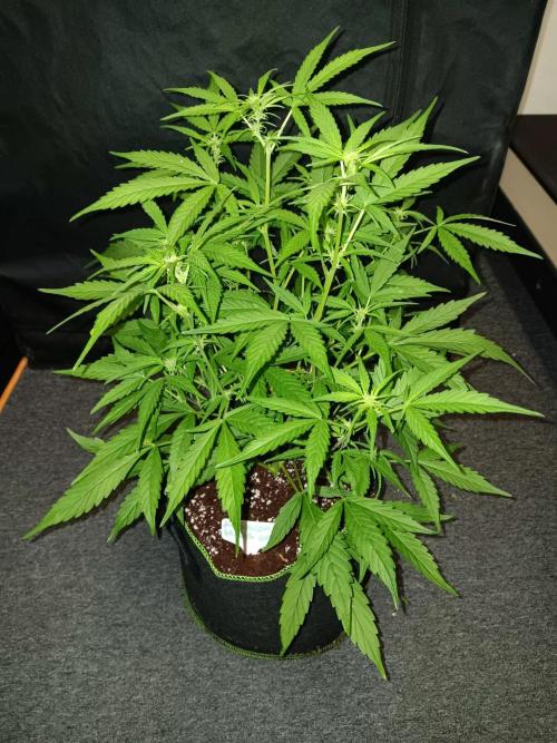 Amnesia Haze Auto 1. Week 6