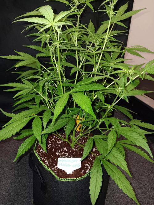 Amnesia Haze Auto 1. Week 6