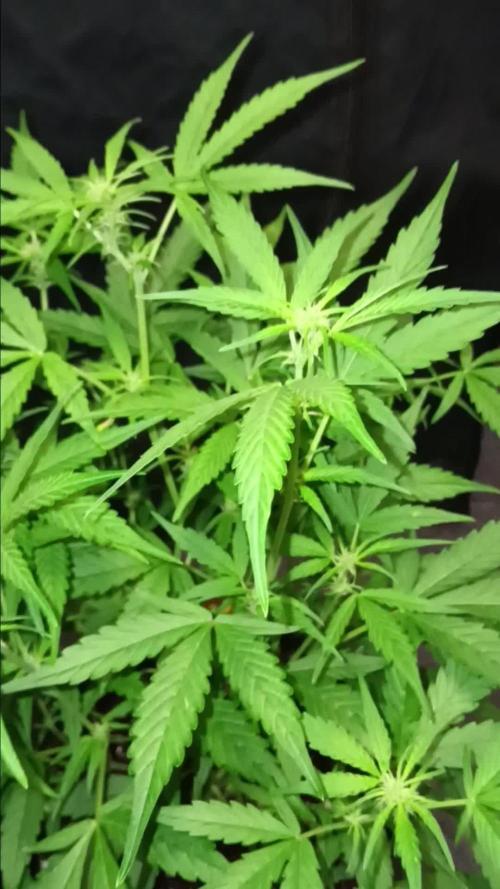 RQS Amnesia Haze Auto 1