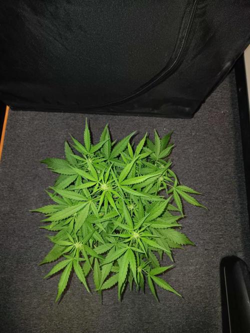 Bluematic Auto 2. Week 7