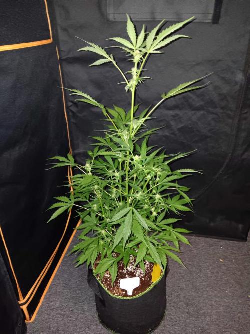 Bluematic Auto 2. Week 7