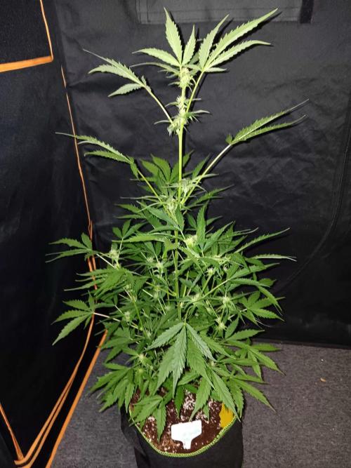 Bluematic Auto 2. Week 7