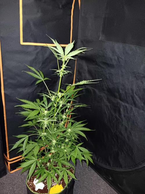 Bluematic Auto 2. Week 7