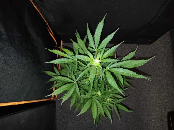 Bluematic Auto 2. Week 7