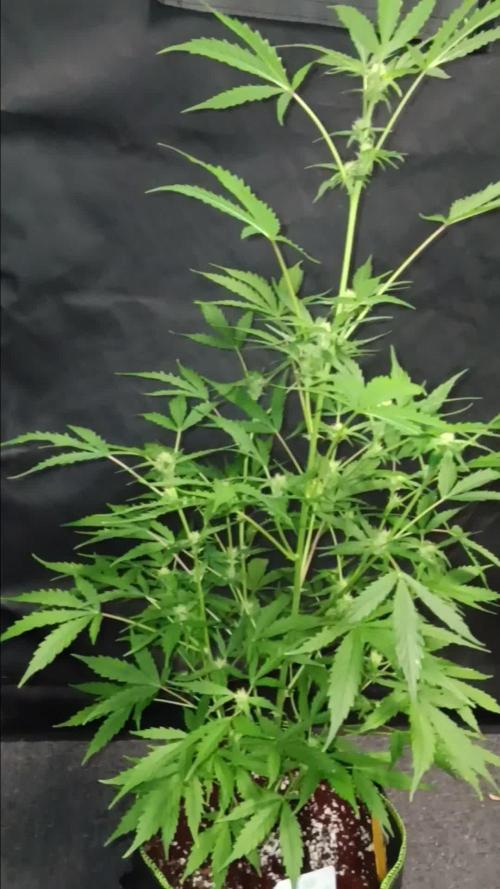 RQS Royal Bluematic Auto 2