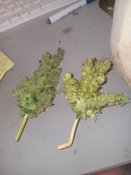 JVK Grow Quickone3. Week 11