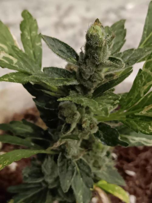 JVK Grow Quickone3. Week 11