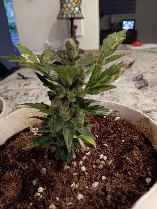 JVK Grow Quickone3. Week 11