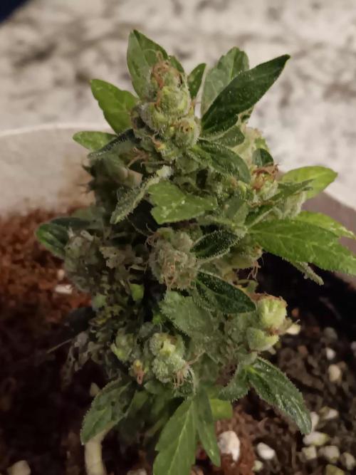 JVK Grow Quickone3. Week 11