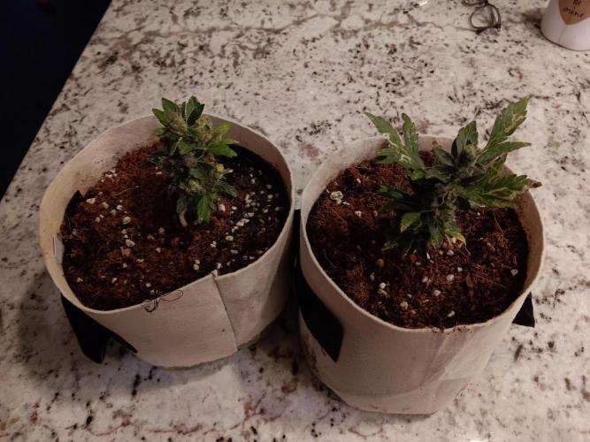 JVK Grow Quickone3. Week 11