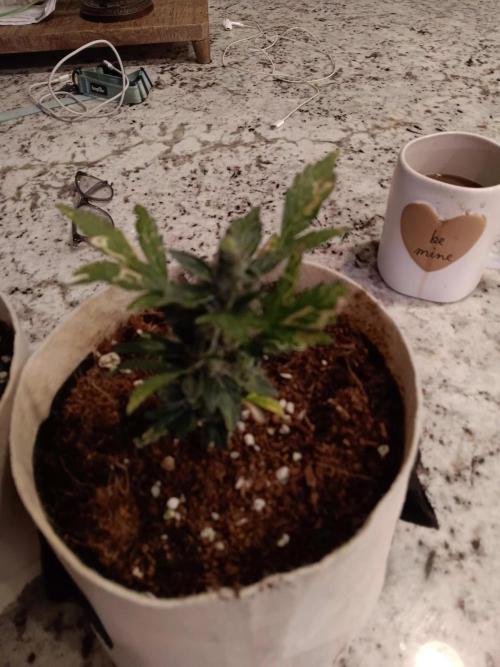 JVK Grow Quickone3. Week 11