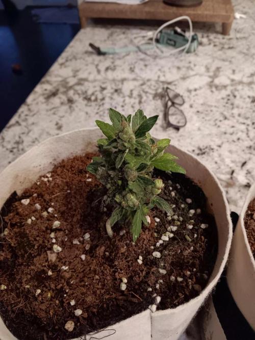 JVK Grow Quickone3. Week 11