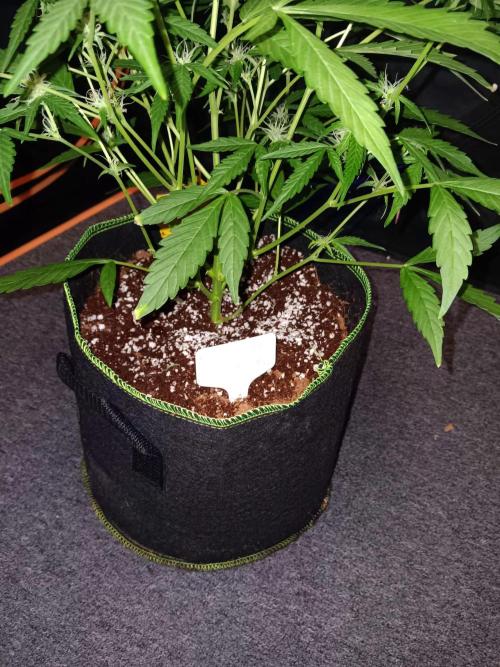 Amnesia Haze Auto 1. Week 7