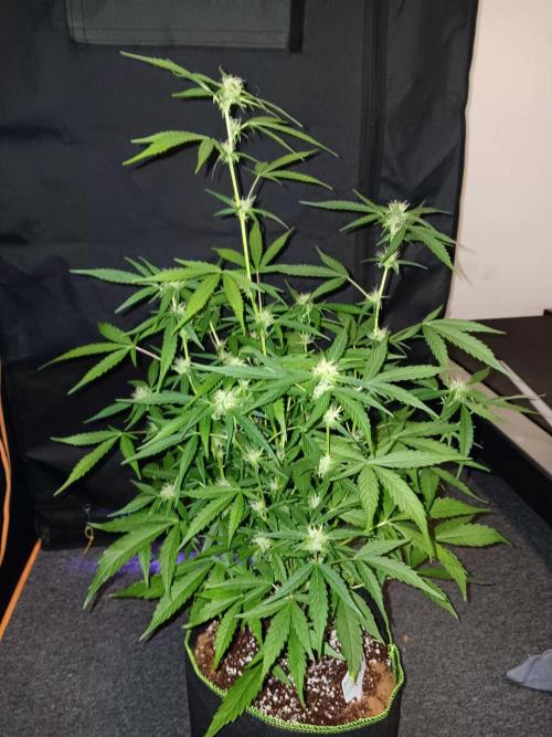 Amnesia Haze Auto 1. Week 7