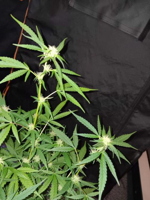 Amnesia Haze Auto 1. Week 7