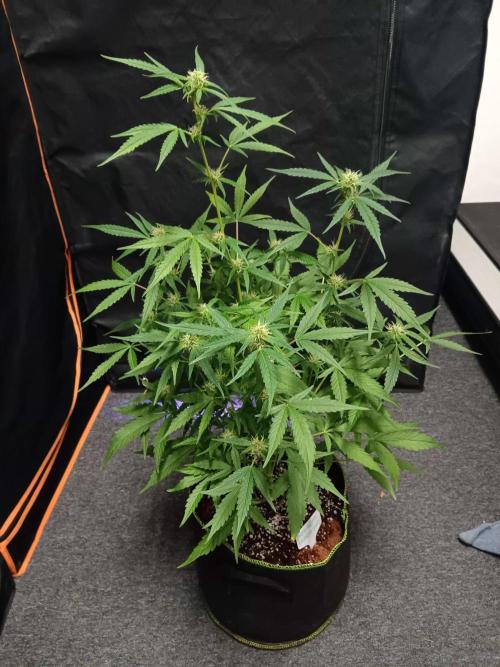 Amnesia Haze Auto 1. Week 7