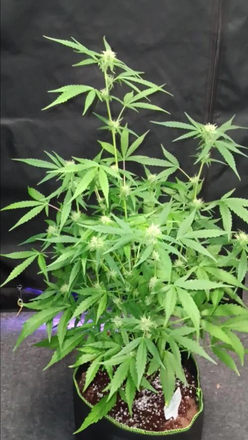 RQS Amnesia Haze Auto 1