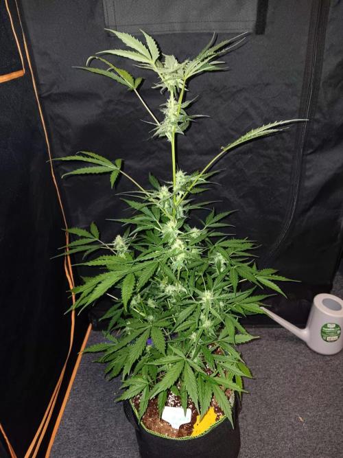 Bluematic Auto 2. Week 8
