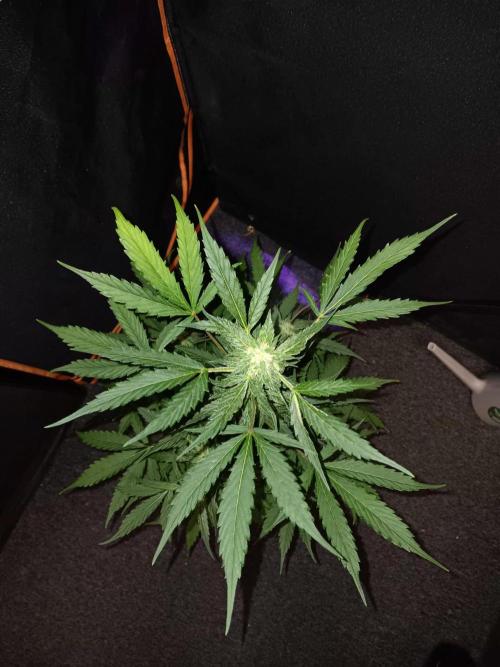 Bluematic Auto 2. Week 8