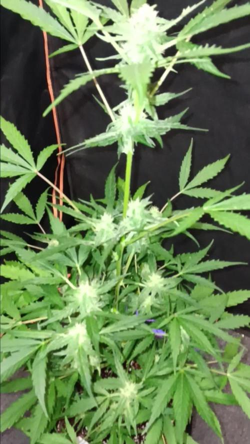 RQS Royal Bluematic Auto 2